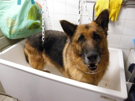 Photo de Urko, CHIEN Berger  allemand Noir et feu