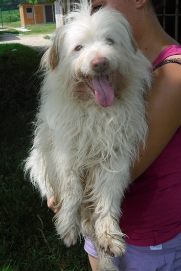 Photo de Cook, CHIEN Commune Blanc