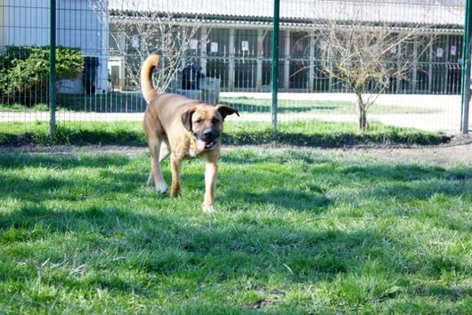 Photo de Farouck, CHIEN X bullmastiff Fauve masque noir