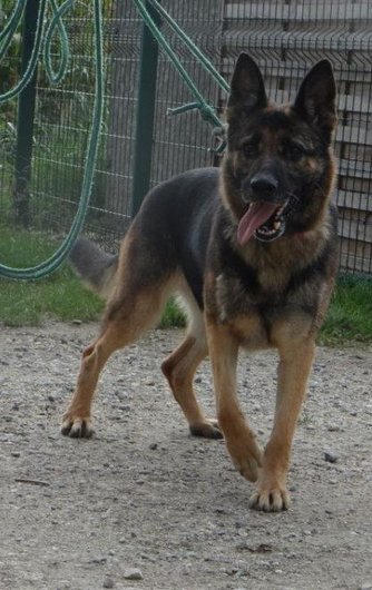 Photo de Volcane, CHIEN Berger allemand Noir et feu