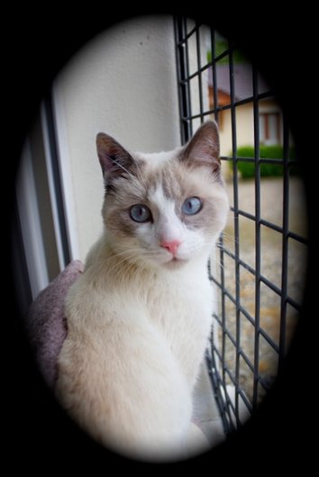 Photo de Gandhi, CHAT X siamois Seal point