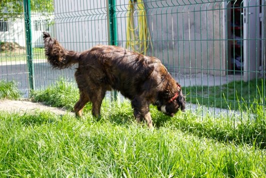 Photo de Apache, CHIEN Croise setter gordon Bringe poil mi long