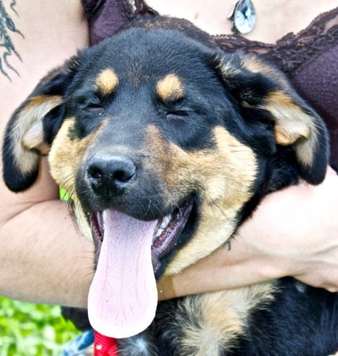 Photo de Isis, CHIEN X berger Noir et feu