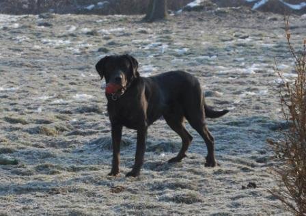 Photo de Bud, CHIEN Beauceron x labrador Noir