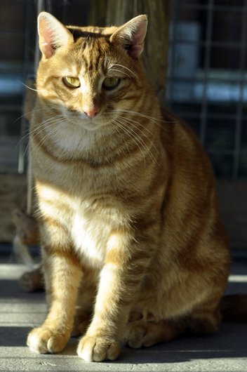 Photo de Hazrael, CHAT Europeen Roux tigré