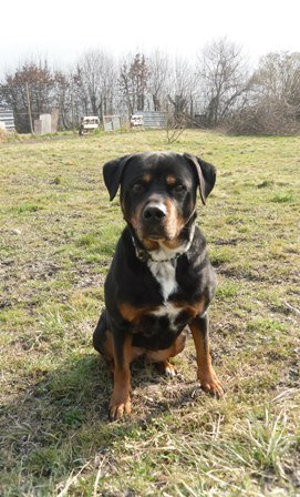 Photo de Orka, CHIEN Rottweiler Noirefeu