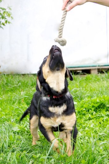 Photo de Isis, CHIEN X berger Noir et feu