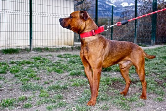 Photo de Gibbs, CHIEN American staffordshire terrier Fauve charbonnée