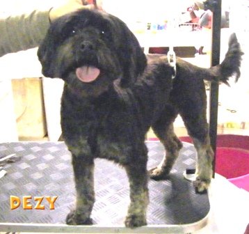 Photo de Dezy, CHIEN X lhassa apso Noire