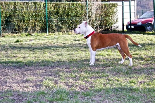 Photo de Miss/hariana, CHIEN American staff Blanc et marron