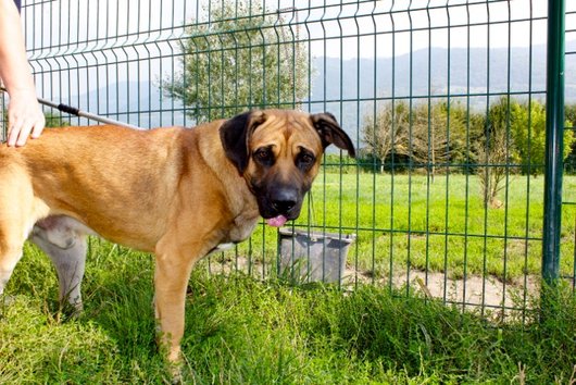 Photo de Farouck, CHIEN X bullmastiff Fauve masque noir