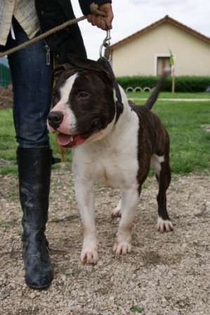 Photo de Capone, CHIEN American staff terrier Bringee blanche