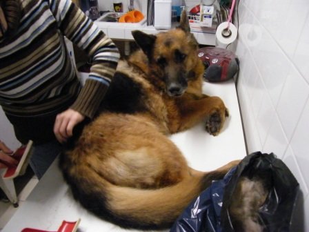 Photo de Urko, CHIEN Berger  allemand Noir et feu