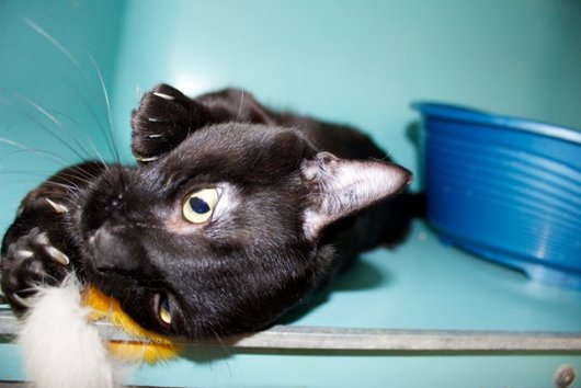 Photo de Gaston, CHAT Europeen Noir et plastron blanc