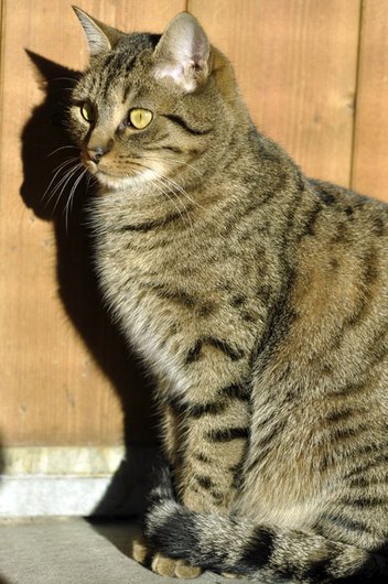 Photo de Micio, CHAT Europeen Tigré