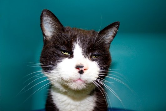 Photo de Socquette, CHAT Europeen Noir et blanche