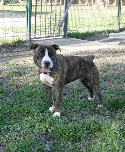 Photo de Echo, CHIEN American stafforshire Bringe et blanc