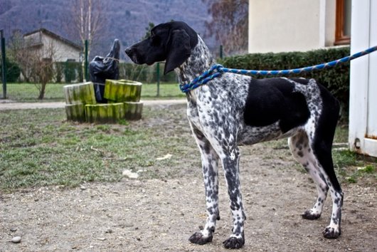 Photo de Gouache, CHIEN X braque francais Blanc moucheté et noir