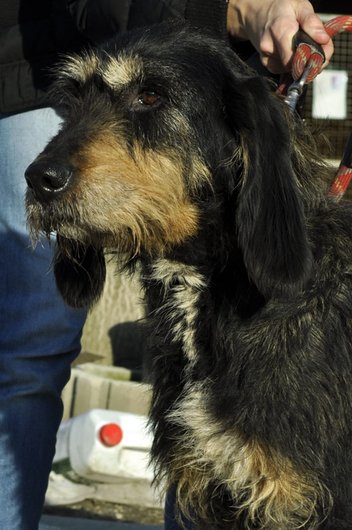 Photo de Mirza, CHIEN Griffon nivernais Noir et feu