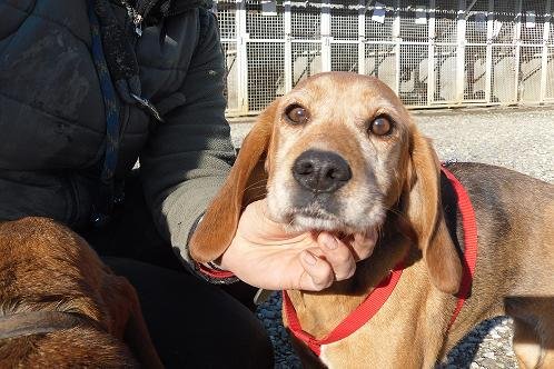 Photo de Venise, CHIEN X beagle Noire et feu