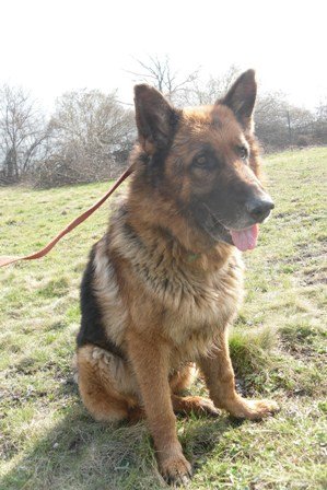 Photo de Urko, CHIEN Berger  allemand Noir et feu