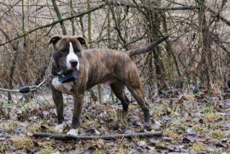 Photo de Echo, CHIEN American stafforshire Bringe et blanc