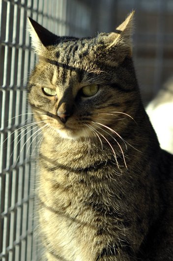 Photo de Micio, CHAT Europeen Tigré