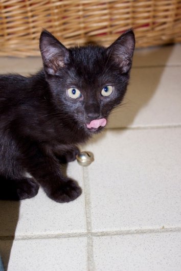 Photo de Negrito, CHAT Europeen Noir