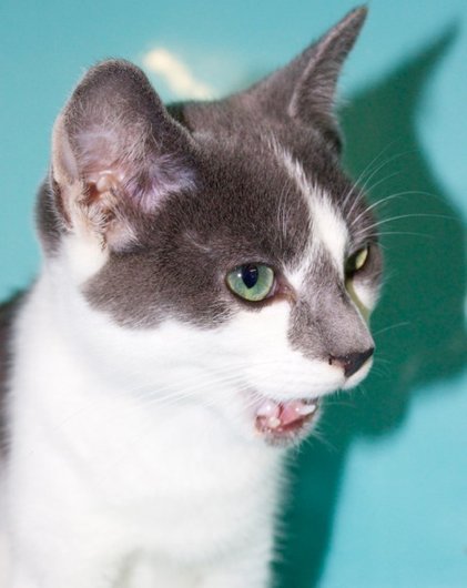 Photo de Lino, CHAT Europeen Gris et blanc