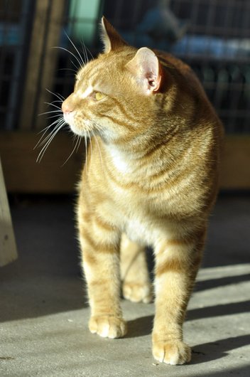 Photo de Hazrael, CHAT Europeen Roux tigré