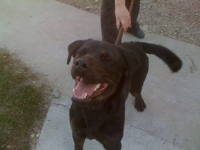 Photo de Flash, CHIEN Commune Noire bringe