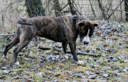 Photo de Echo, CHIEN American stafforshire Bringe et blanc