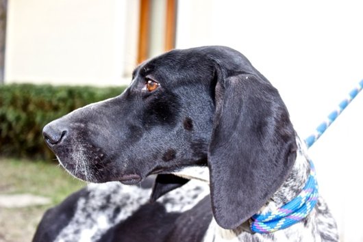 Photo de Gouache, CHIEN X braque francais Blanc moucheté et noir