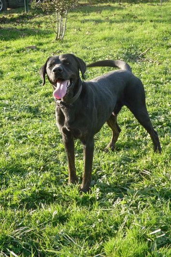 Photo de Bud, CHIEN Beauceron x labrador Noir