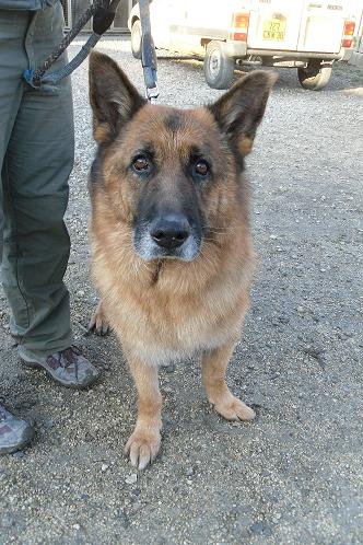 Photo de Urko, CHIEN Berger  allemand Noir et feu