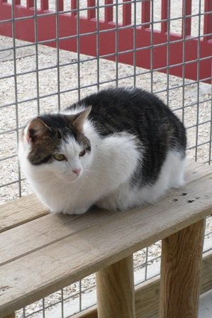 Photo de Eitelle, CHAT Europeen Blanche et tigree