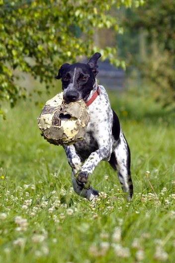 Photo de Gouache, CHIEN X braque francais Blanc moucheté et noir