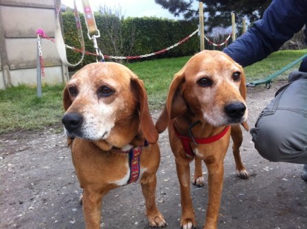 Photo de Venise, CHIEN X beagle Noire et feu