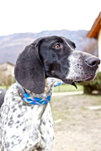 Photo de Gouache, CHIEN X braque francais Blanc moucheté et noir