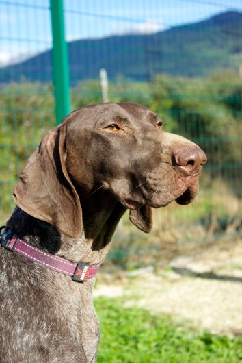 Photo de Gemi, CHIEN Braque allemand Marron truité