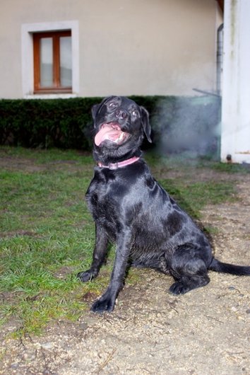 Photo de Roxanne, CHIEN Labrador Noire