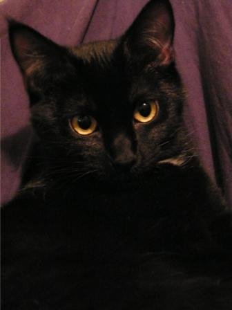 Photo de Chat perlipopette, CHAT Europeen Noire poil mi long