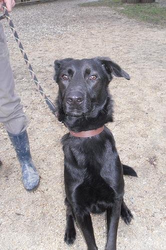 Photo de Ebene, CHIEN X berger Noir