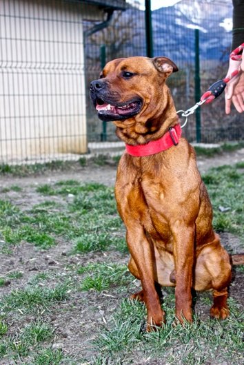 Photo de Gibbs, CHIEN American staffordshire terrier Fauve charbonnée