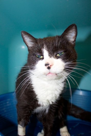 Photo de Socquette, CHAT Europeen Noir et blanche