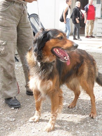 Photo de Barny, CHIEN Setter Fauve charbonne et blanc