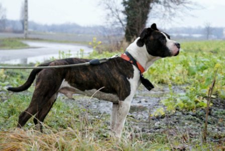 Photo de Capone, CHIEN American staff terrier Bringee blanche