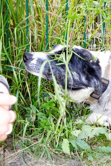 Photo de Isy, CHIEN Border collie Bleue merle