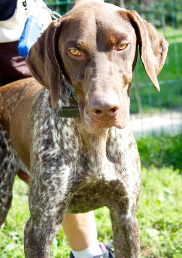 Photo de Get, CHIEN Braque allemand Marron truité