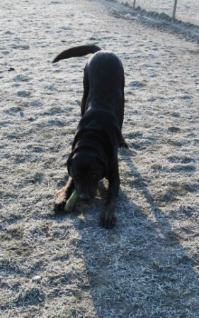 Photo de Bud, CHIEN Beauceron x labrador Noir